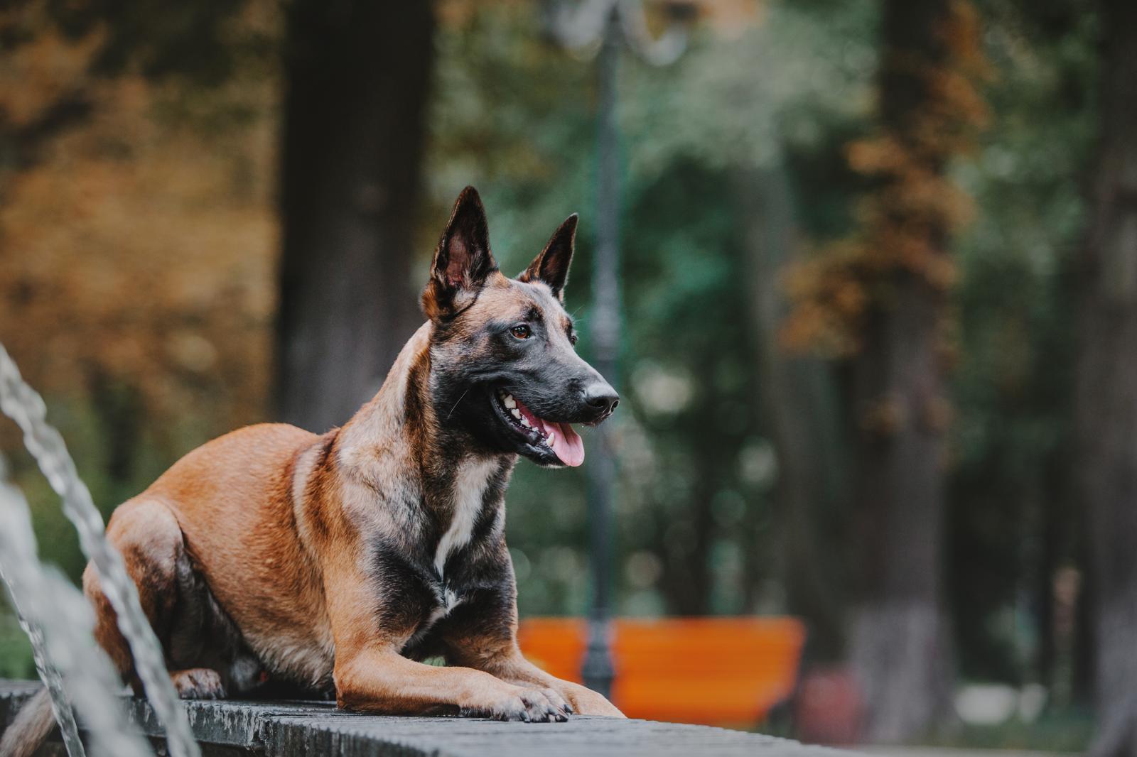 Quando il cane tossisce come se dovesse vomitare