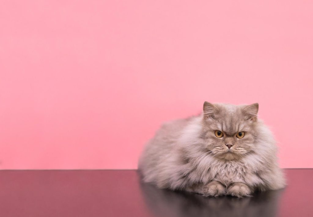 Quando il gatto fa la pasta