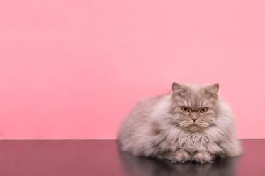 Quando il gatto fa la pasta