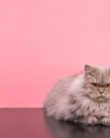 Quando il gatto fa la pasta