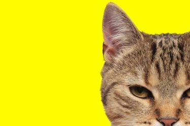 Quando il gatto fa le fusa