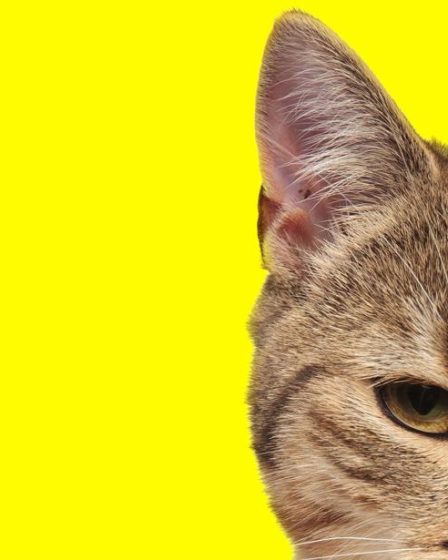 Quando il gatto fa le fusa