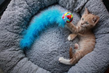 Quando il gatto muove la coda a destra e sinistra