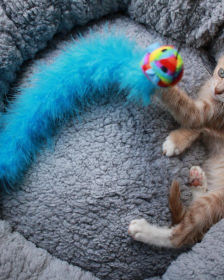 Quando il gatto muove la coda a destra e sinistra