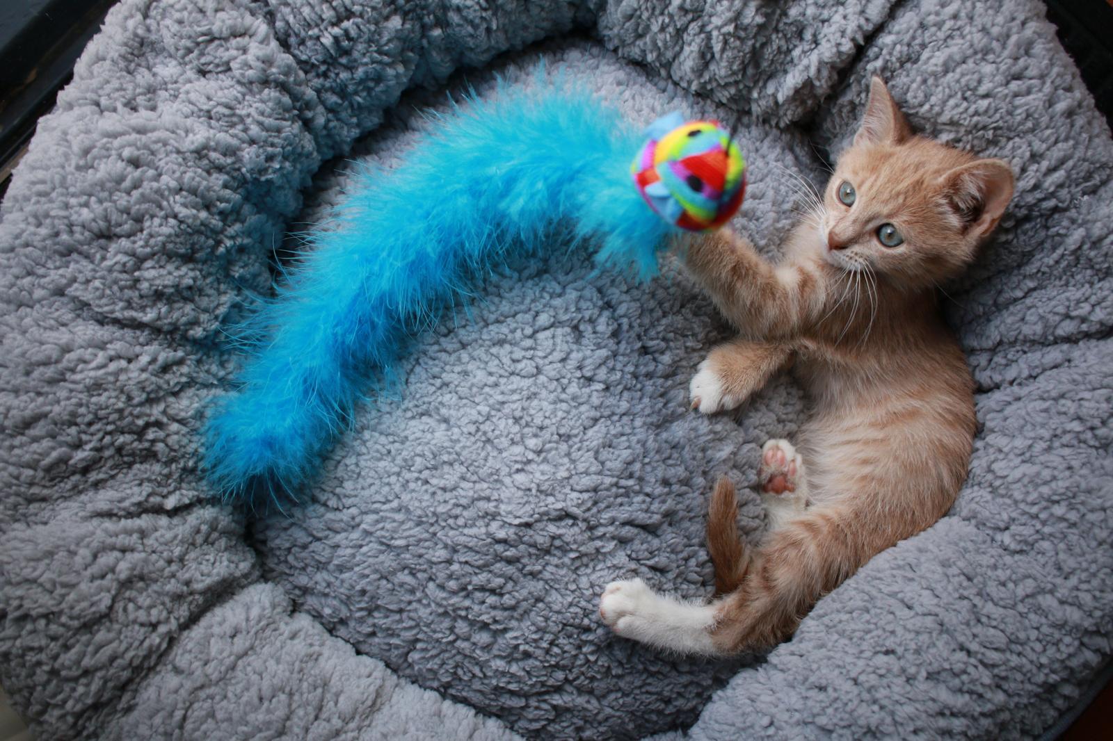 Quando il gatto muove la coda a destra e sinistra