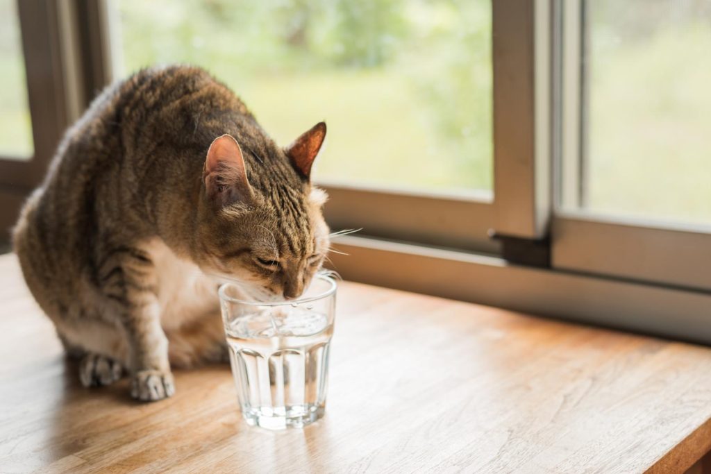 Quando il gatto non accetta nuovo arrivato