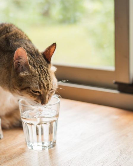 Quando il gatto non accetta nuovo arrivato
