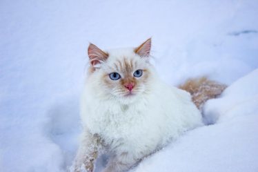 Quando il gatto ti tocca con la zampa