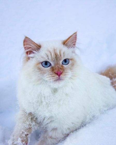 Quando il gatto ti tocca con la zampa