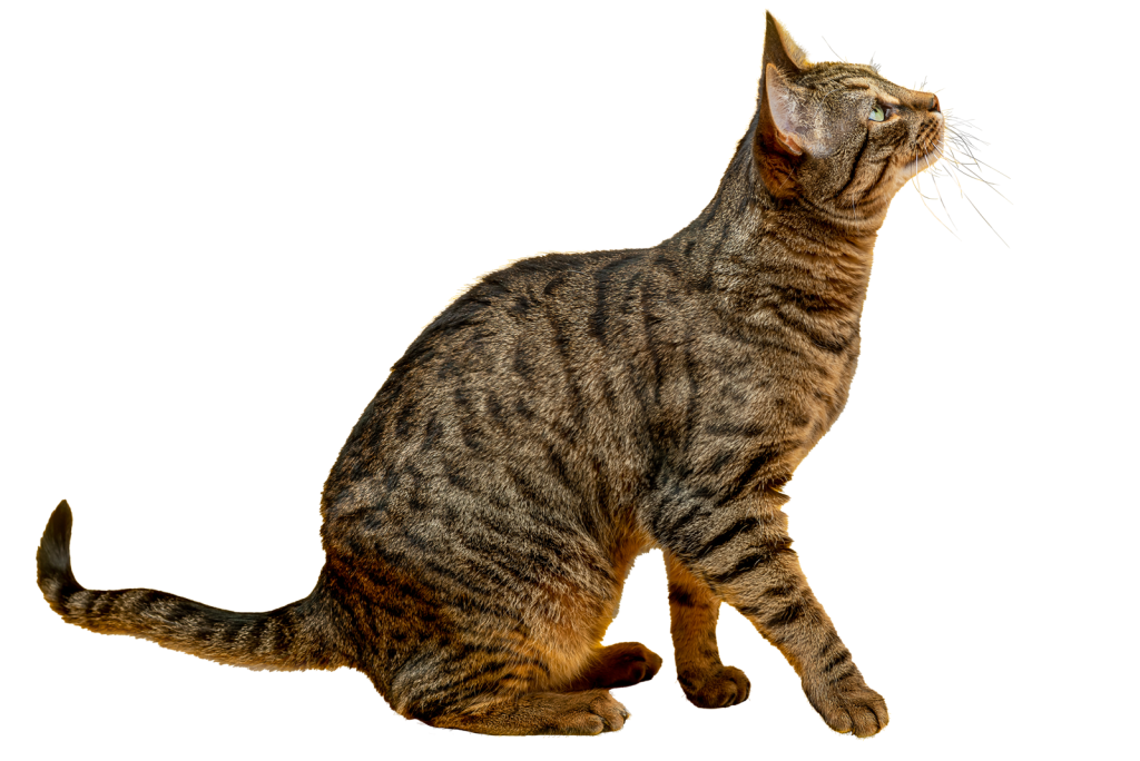 Quando preoccuparsi se il gatto non mangia