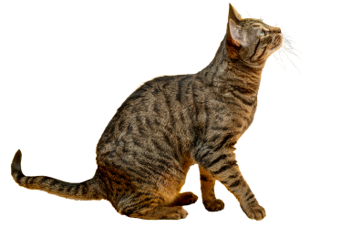 Quando preoccuparsi se il gatto non mangia
