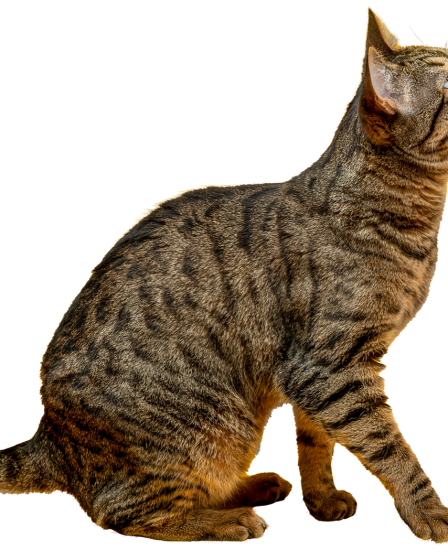 Quando preoccuparsi se il gatto non mangia