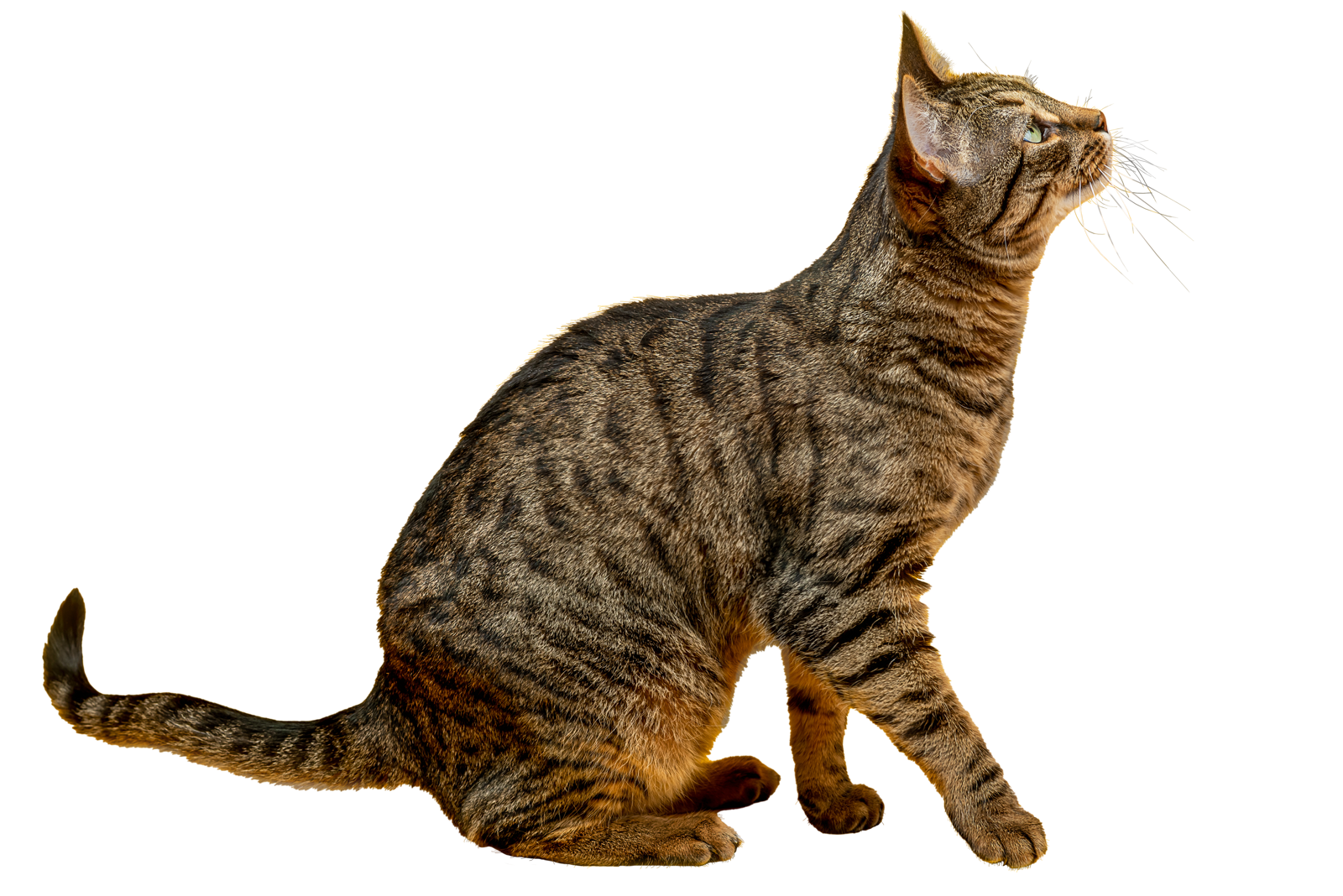 Quando preoccuparsi se il gatto non mangia