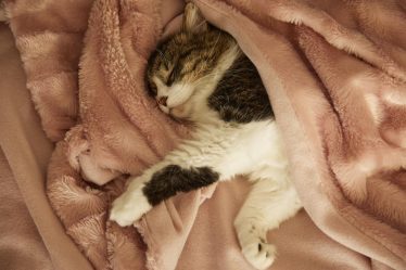 Quando preoccuparsi se il gatto starnutisce