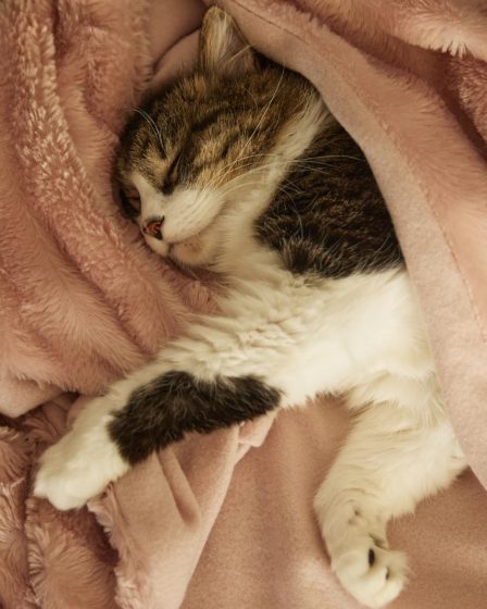 Quando preoccuparsi se il gatto starnutisce