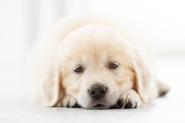 Quando si fa il primo vaccino al cane
