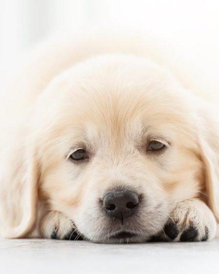 Quando si fa il primo vaccino al cane