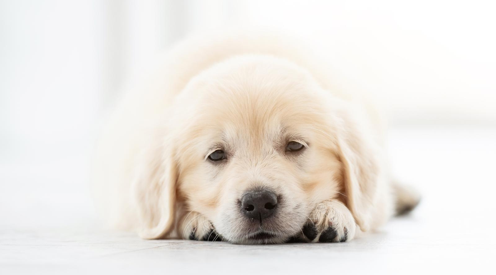 Quando si fa il primo vaccino al cane
