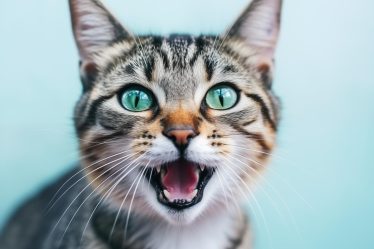 Quando sterilizzare un gatto