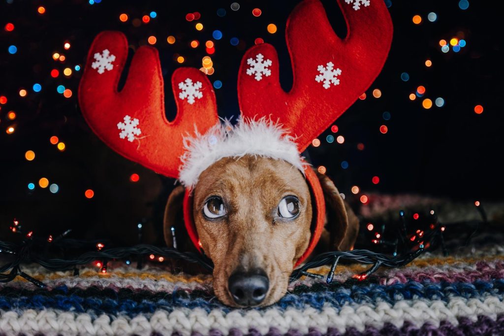 Quando un cane diventa adulto