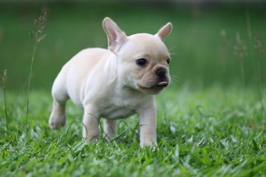 Quando un cane è anziano