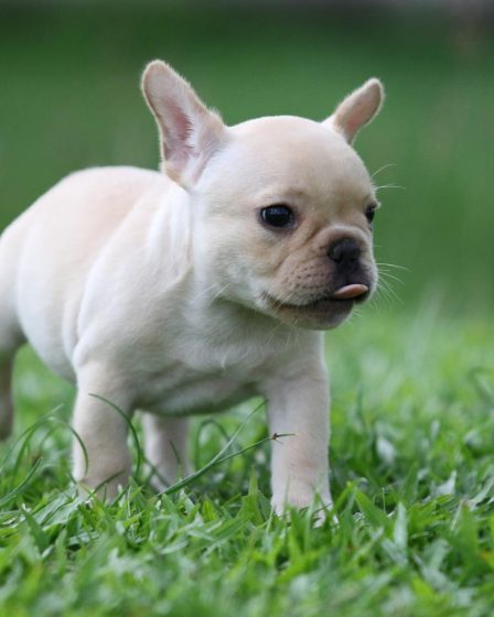 Quando un cane è anziano