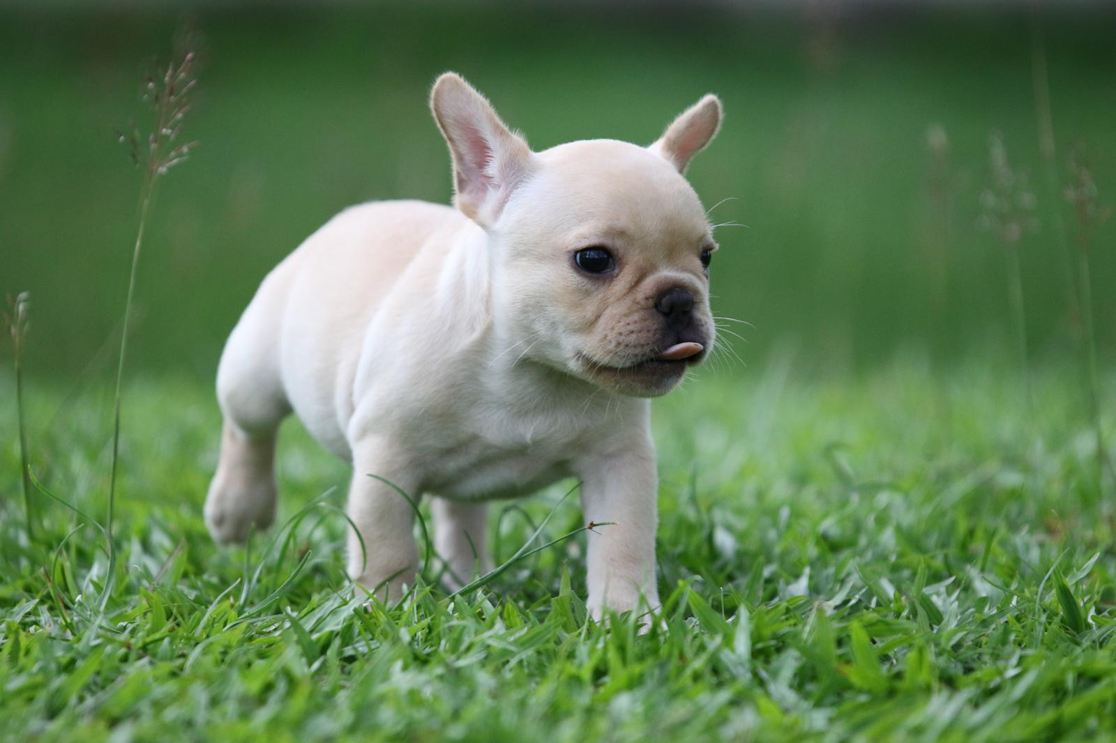 Quando un cane è anziano
