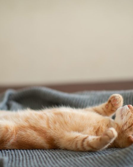 Quando un gatto diventa adulto