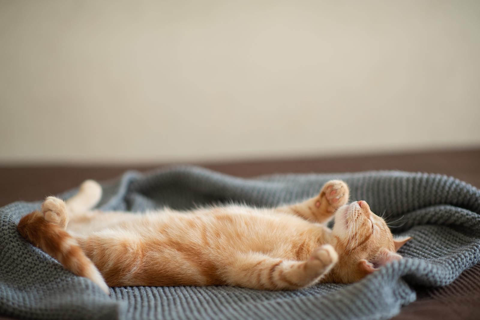Quando un gatto diventa adulto