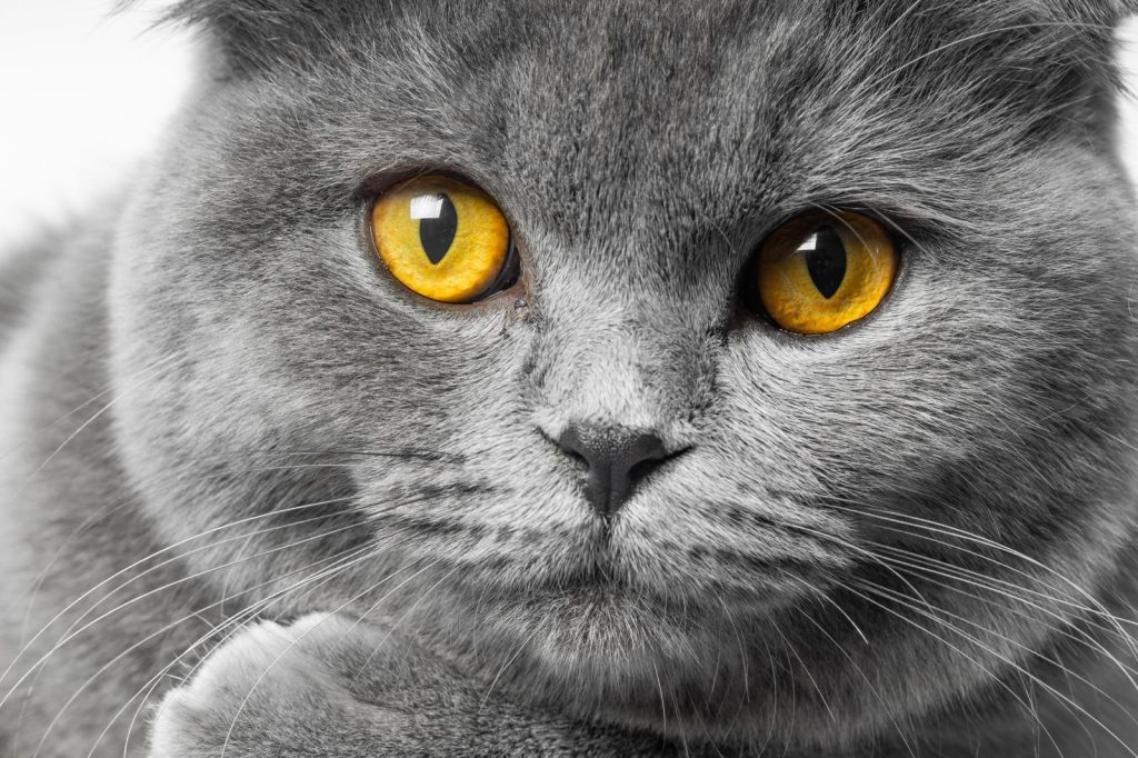 Quando un gatto è anziano