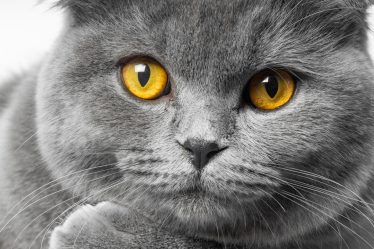 Quando un gatto è anziano