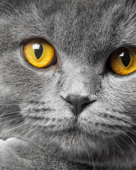 Quando un gatto è anziano