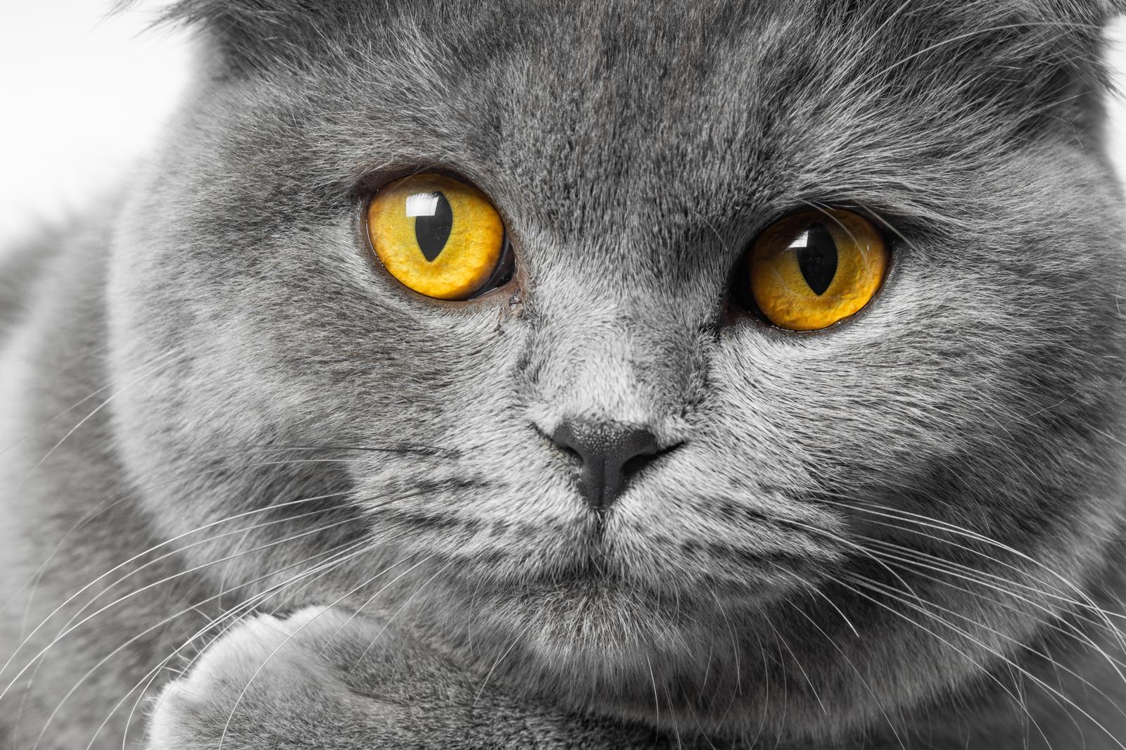 Quando un gatto è anziano