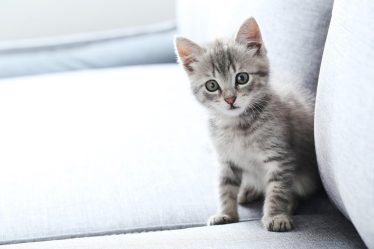 Quando un gatto randagio ti sceglie