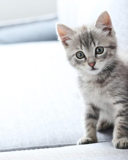 Quando un gatto randagio ti sceglie
