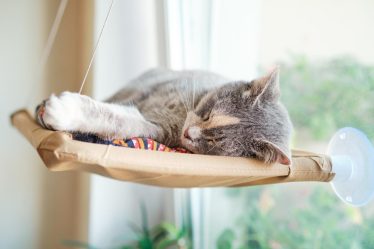 Quando un gatto randagio ti segue