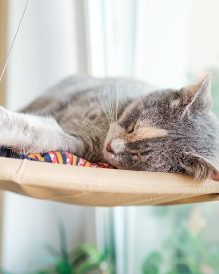 Quando un gatto randagio ti segue
