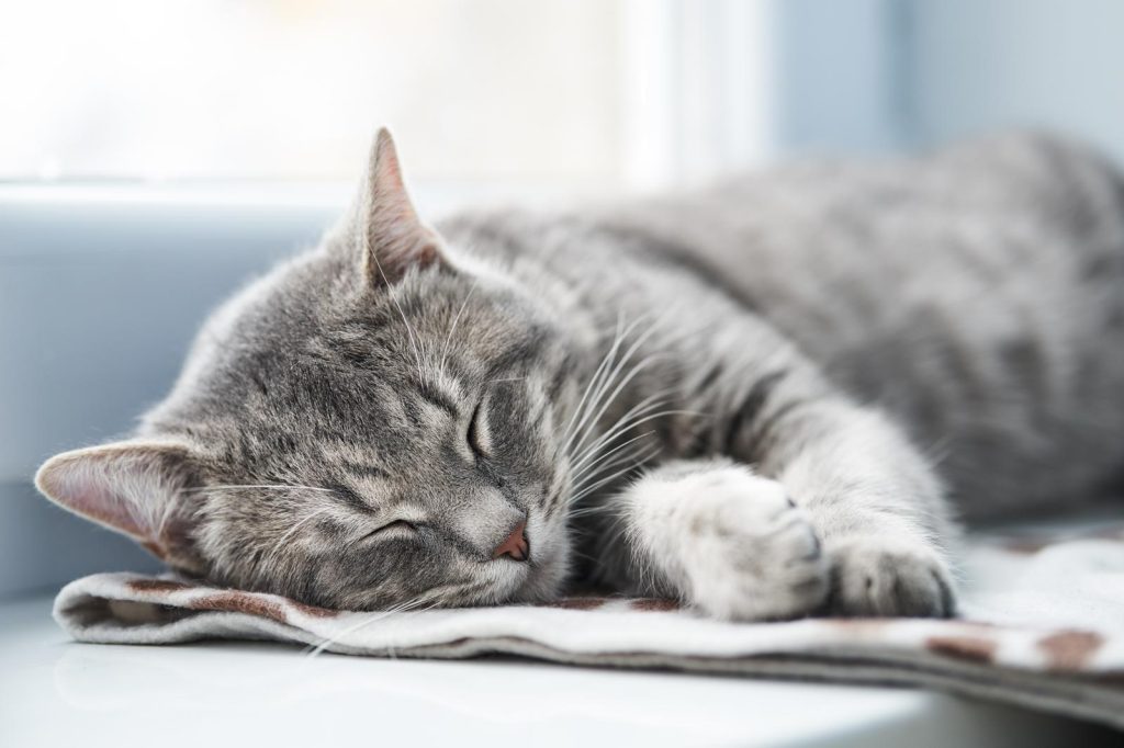 Quando un gatto soffia al padrone