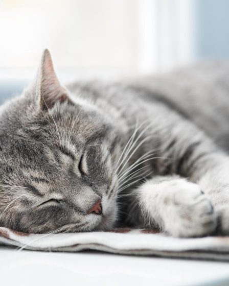 Quando un gatto soffia al padrone