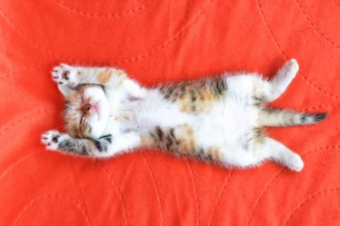 Quando un gatto ti sceglie
