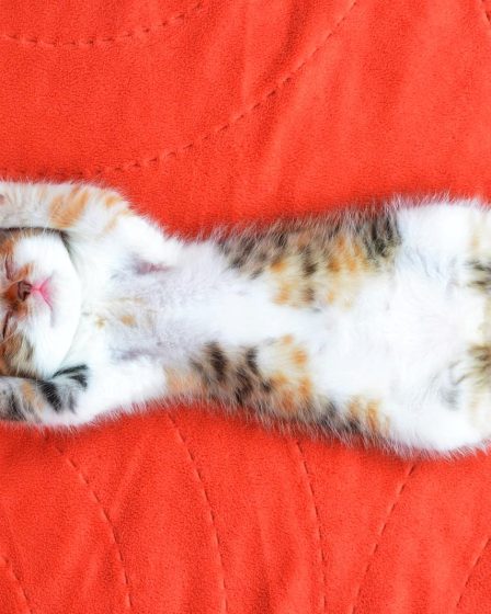 Quando un gatto ti sceglie
