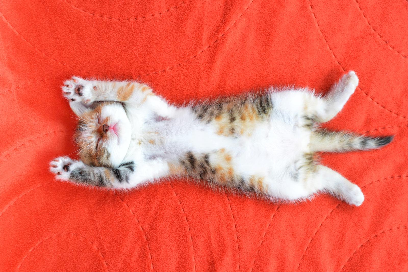 Quando un gatto ti sceglie