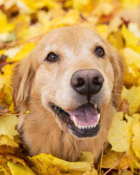 Quante crocchette dare al cane cucciolo