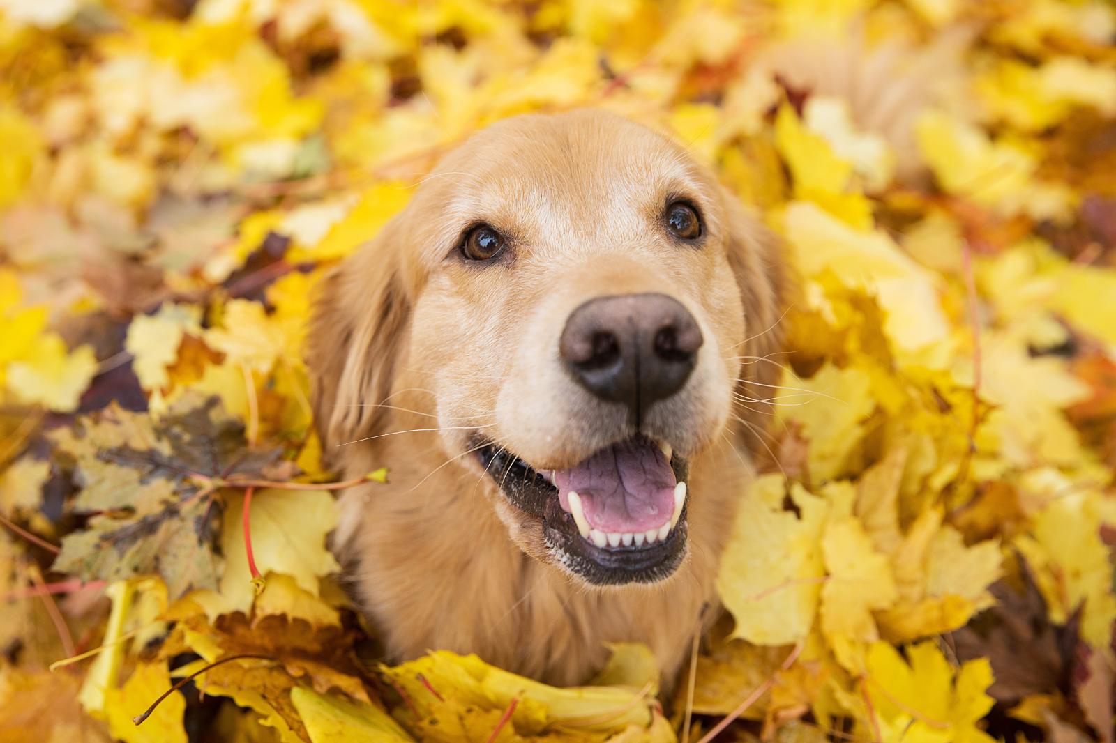Quante crocchette dare al cane cucciolo