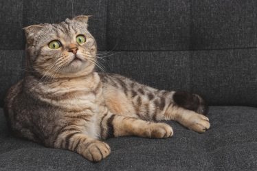 Quante crocchette dare al gatto