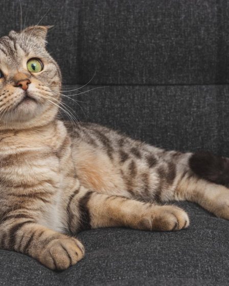 Quante crocchette dare al gatto