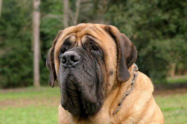Quante volte al giorno deve mangiare un cane