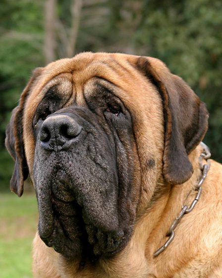 Quante volte al giorno deve mangiare un cane
