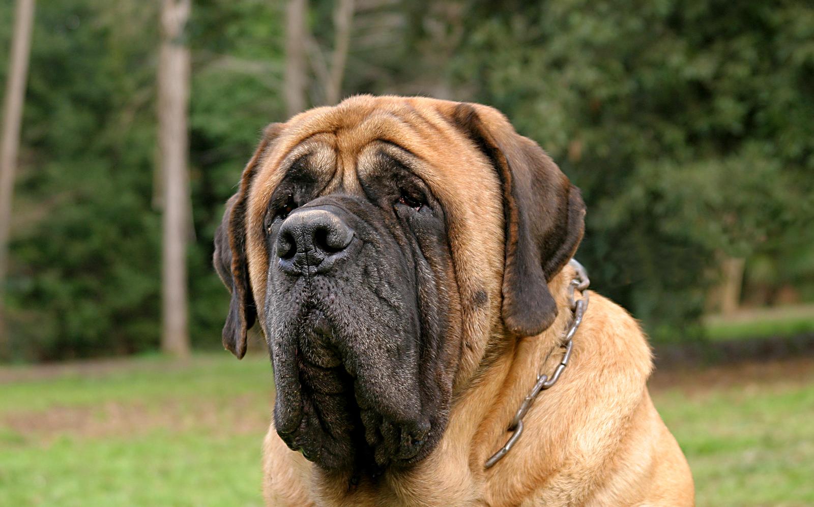 Quante volte al giorno deve mangiare un cane