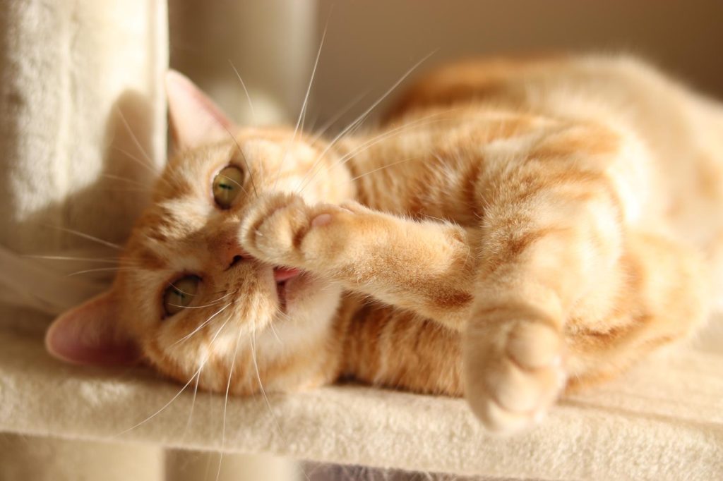 Quante volte al giorno deve mangiare un gatto